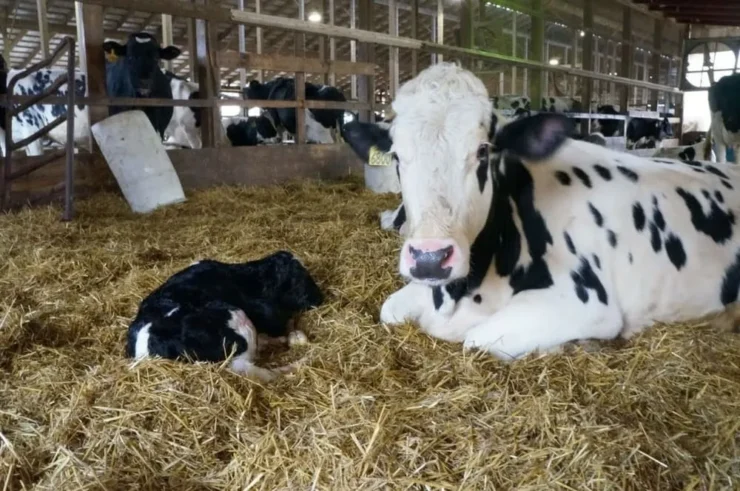 Vaca leiteira e bezerro recém nascido