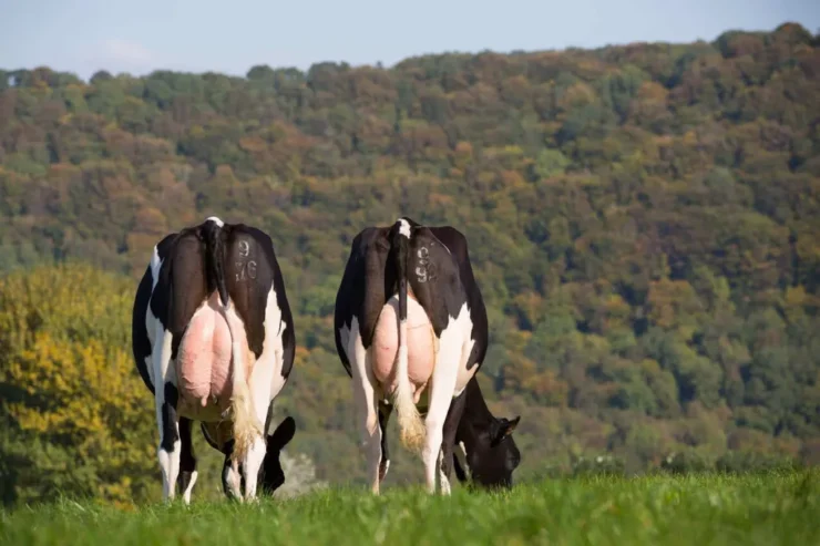 Vacas leiteiras em uma pastagem