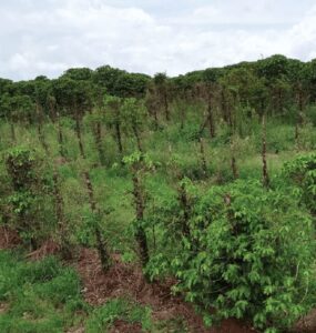 Plantas de café infestadas por nematoides