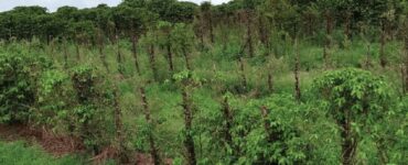 Plantas de café infestadas por nematoides