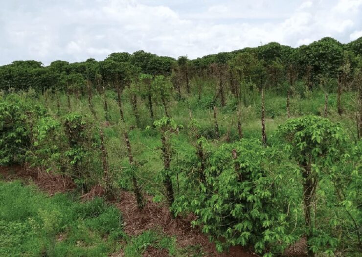 Plantas de café infestadas por nematoides
