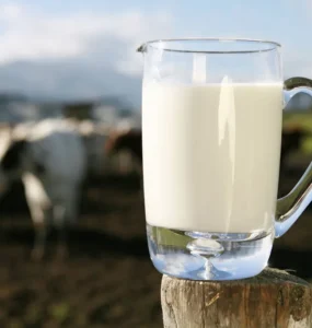 Caneca de leite com vacas leiteiras ao fundo