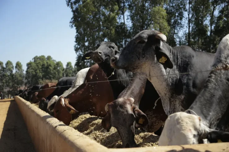 Vacas leiteiras se alimentando em um cocho