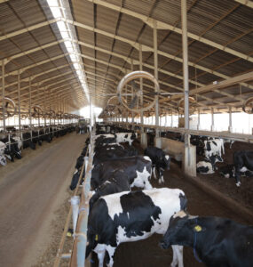 Vacas leiteiras em um espaço da fazenda