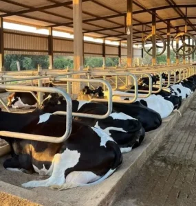 Vacas em sistema de free stall