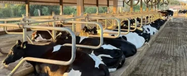 Vacas em sistema de free stall