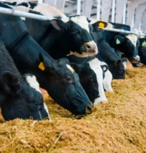 Vacas leiteiras recebendo dieta