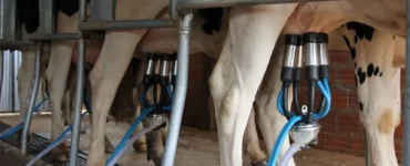 Vaca leiteira sendo ordenhada