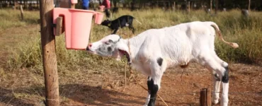 Bezerra ingerindo água