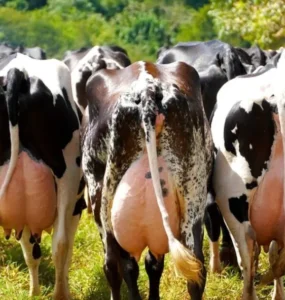 Vacas leiteiras vistas pela parte traseira