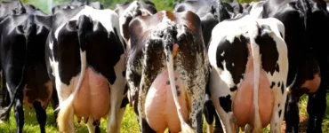 Vacas leiteiras vistas pela parte traseira