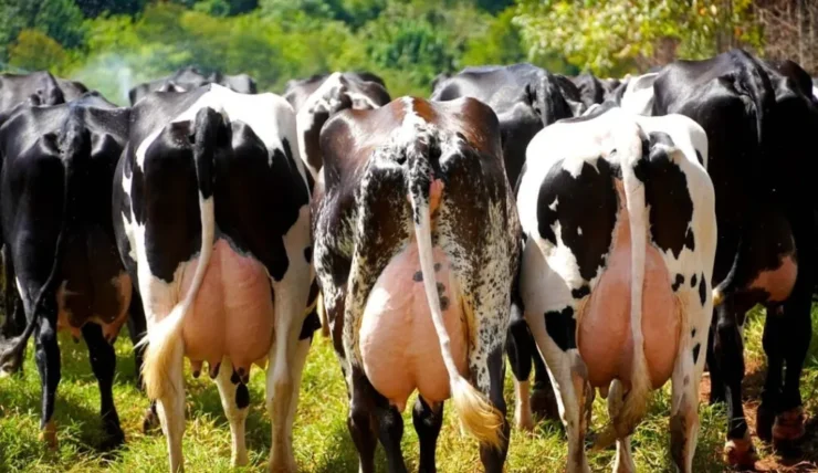 Vacas leiteiras vistas pela parte traseira