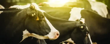 Bovinos leiteiros em primeiro plano e com raio de sol ao fundo