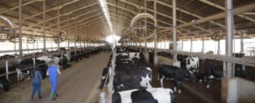 Bovinos leiteiros em um galpão em fazenda leiteira