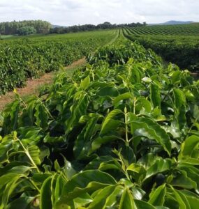 Cafeeiros com bom espaçamento