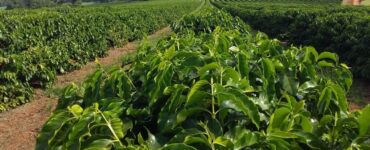 Cafeeiros com bom espaçamento