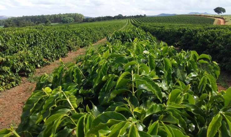 Cafeeiros com bom espaçamento