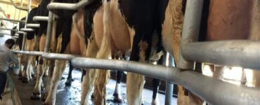 Separação de lotes através da curva de lactação