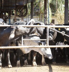 Vacas leiteiras em uma fazenda