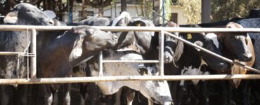 Vacas leiteiras em uma fazenda