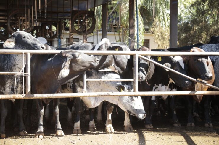Vacas leiteiras em uma fazenda