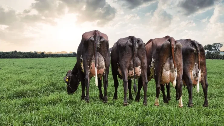 Vacas leiteiras em uma pastagem