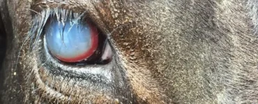 Olho de bovino infectado com ceratoconjuntivite