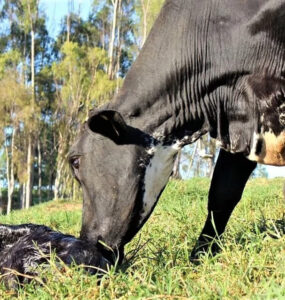 Vaca e bezerro recém nascido