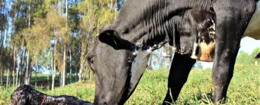 Vaca e bezerro recém nascido
