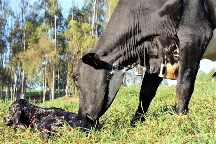Vaca e bezerro recém nascido
