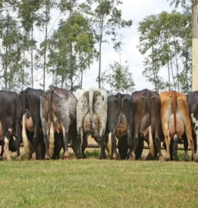 Bovinos leiteiros em fazenda