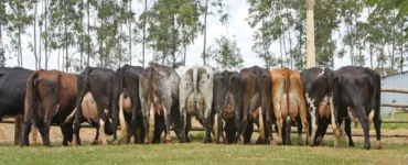 Bovinos leiteiros em fazenda