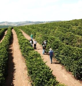 Produção de café arábica