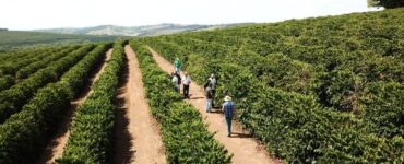 Produção de café arábica