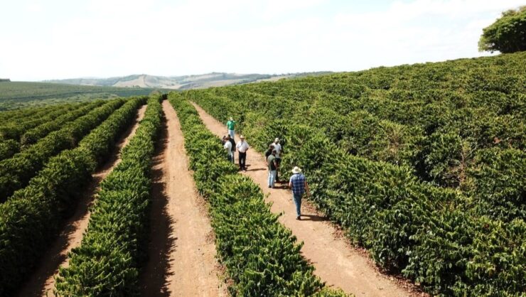 Produção de café arábica