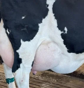 Vaca apresentando edema de úbere