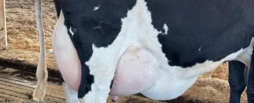 Vaca apresentando edema de úbere