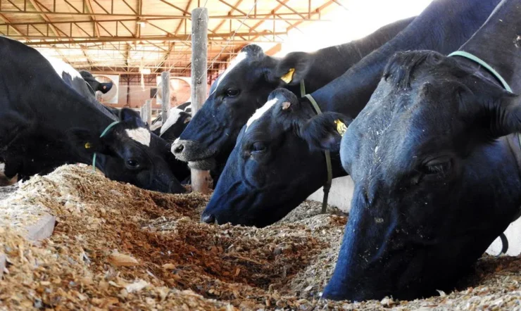 Vacas leiteiras se alimentando