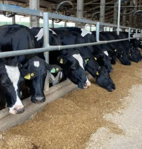 Vacas leiteiras se alimentando