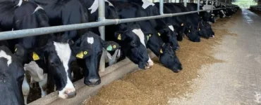 Vacas leiteiras se alimentando