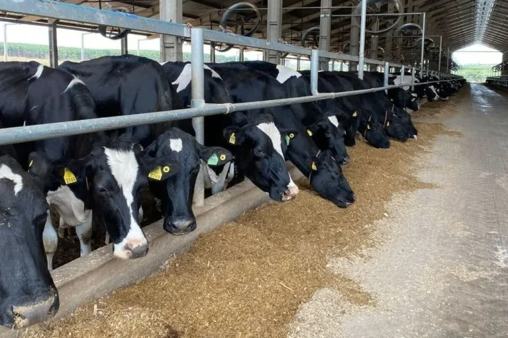 Vacas leiteiras se alimentando