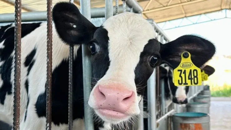 Bezerra leiteira com identificação na orelha e olhando para a câmera