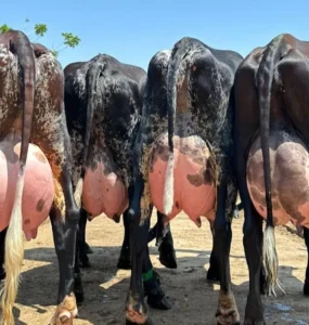 Quatro vacas leiteiras com úberes cheios e vistas por trás