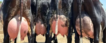 Quatro vacas leiteiras com úberes cheios e vistas por trás
