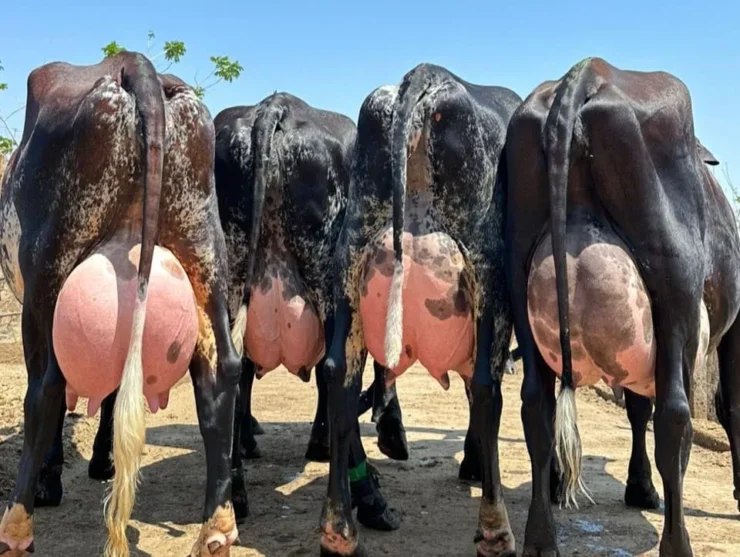 Quatro vacas leiteiras com úberes cheios e vistas por trás