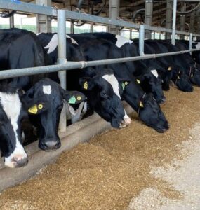 Vacas leiteiras se alimentando