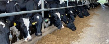Vacas leiteiras se alimentando