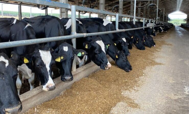 Vacas leiteiras se alimentando