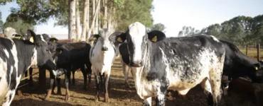 Gado leiteiro em uma fazenda