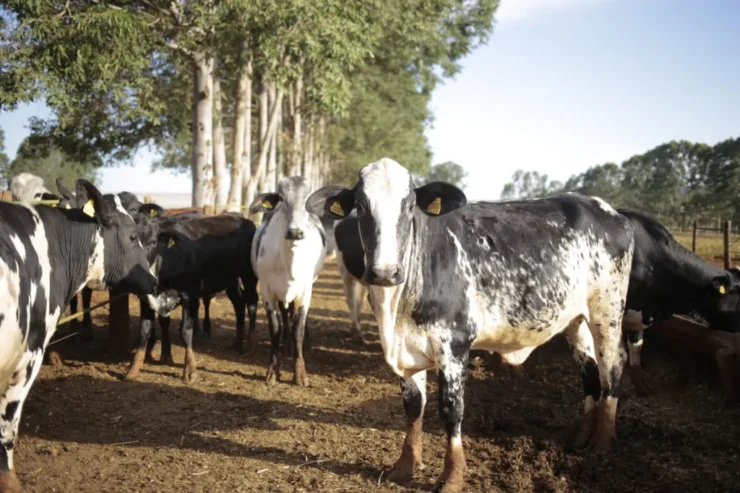Gado leiteiro em uma fazenda